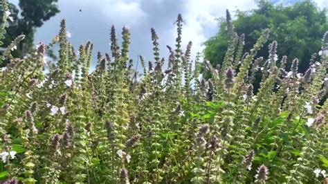 Free Tulasi Stock Video Footage & B.